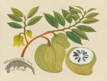 Far East Fruit and Flowers 20